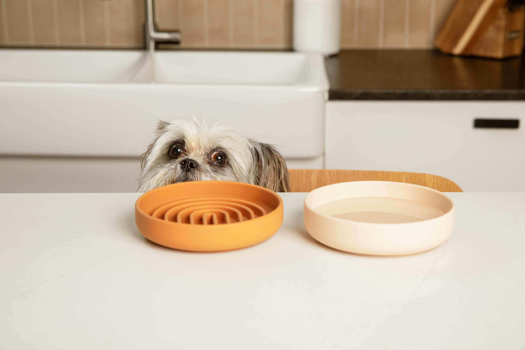 Should We Go? Spruce Silicone Dog Bowl – 2 Cup No-Spill, Suction Cup, Dishwasher Safe