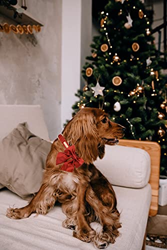 Silk Dog Collar with Removable Bow - Adjustable, Durable, and Stylish for Small Dogs and Cats (Tangerine, Size S)