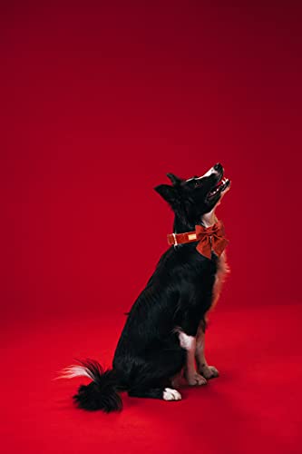 Silk Dog Collar with Removable Bow - Adjustable, Durable, and Stylish for Small Dogs and Cats (Tangerine, Size S)