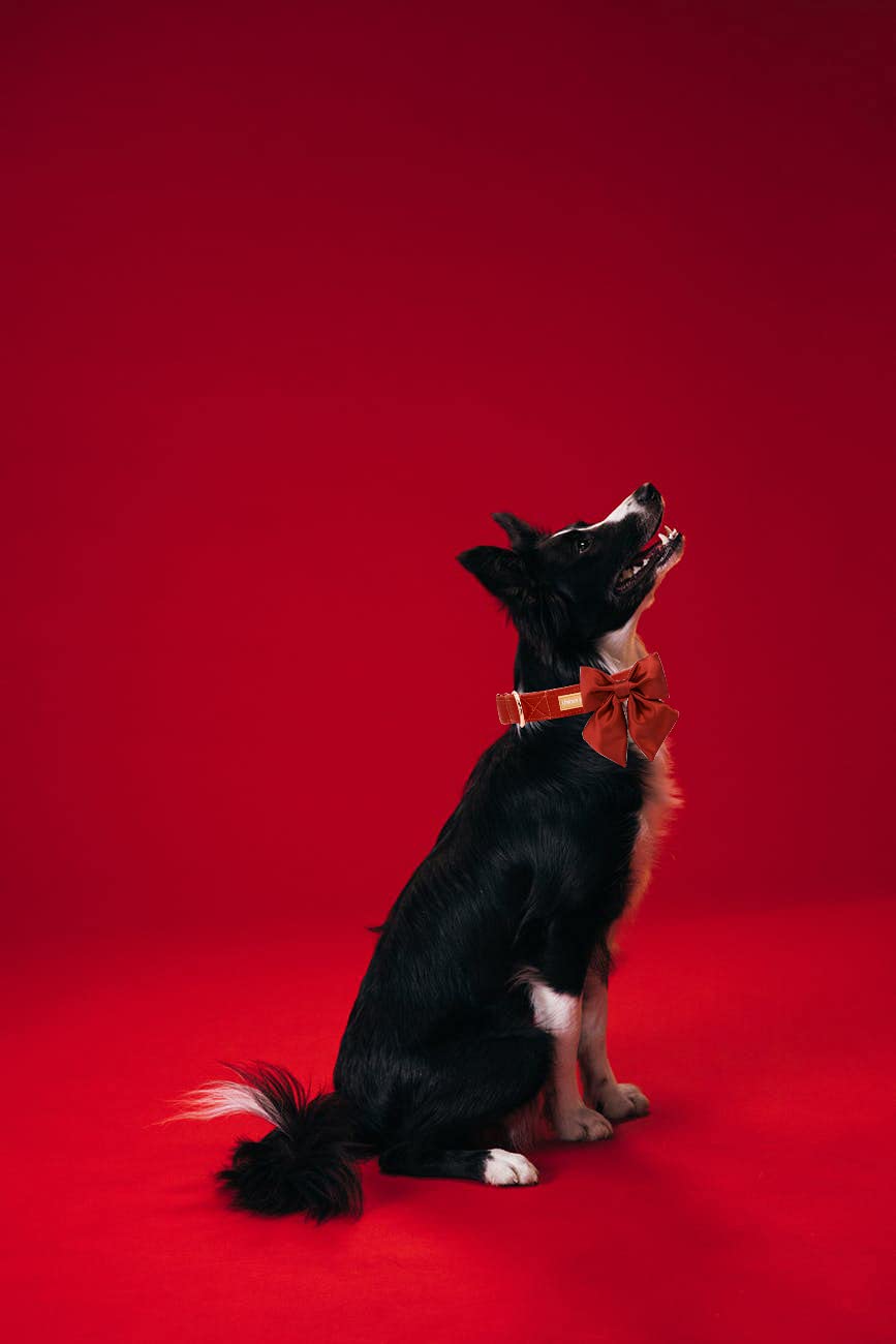 Silk Dog Collar with Removable Bow - Adjustable, Durable, and Stylish for Small Dogs and Cats (Tangerine, Size S)