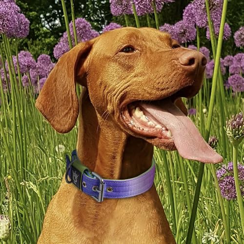 TSPRO Tactical Dog Collar 1.5 Inch - Heavy Duty Metal Buckle, Padded, Adjustable for Medium Large Dogs, Rainbow M