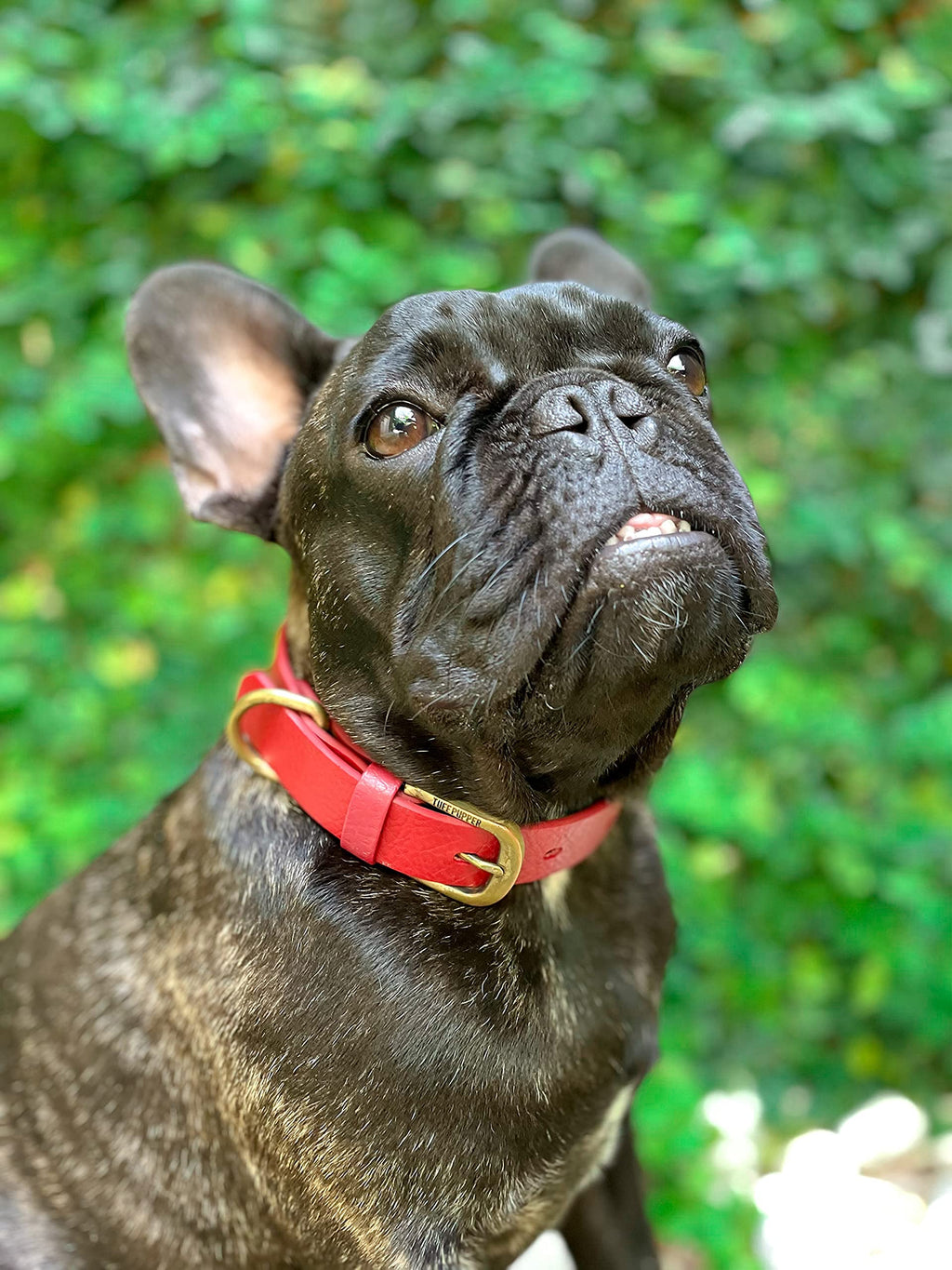 Tuff Pupper Classic Heavy Duty Dog Collar - Waterproof, Odor Proof & Rust-Proof Hardware - Crimson Red, Small