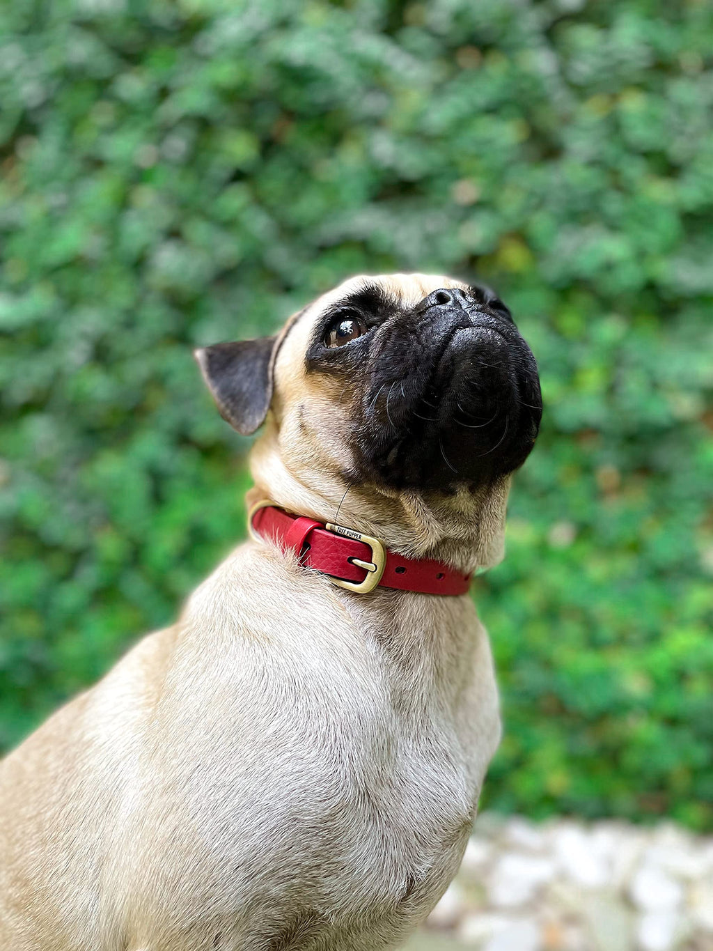 Tuff Pupper Classic Heavy Duty Dog Collar - Waterproof, Odor Proof & Rust-Proof Hardware - Crimson Red, Small
