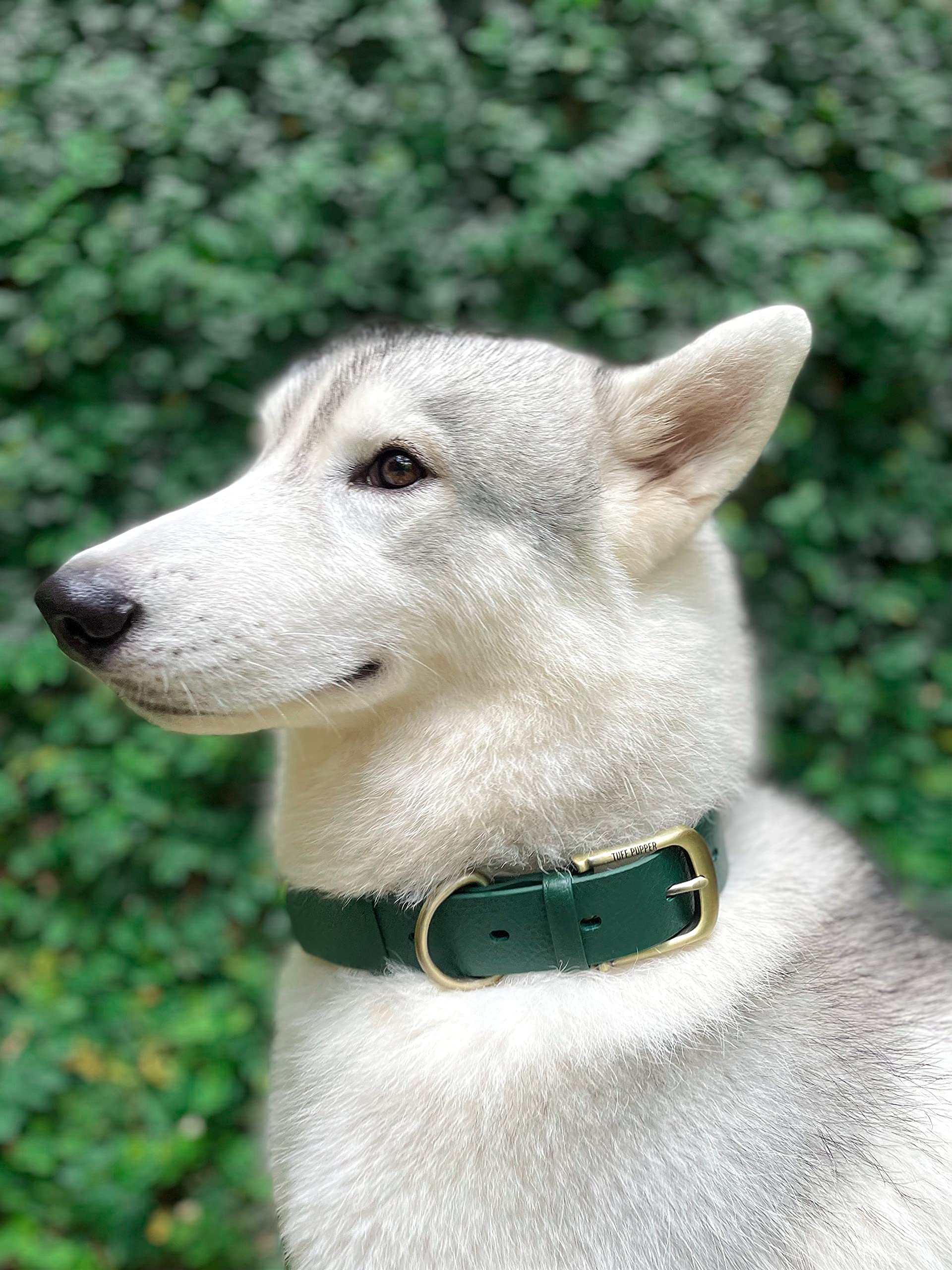 Tuff Pupper Classic Heavy Duty Dog Collar – Forest Green – Waterproof, Odor Proof, Rust-Proof Hardware, Sizes XS to Large