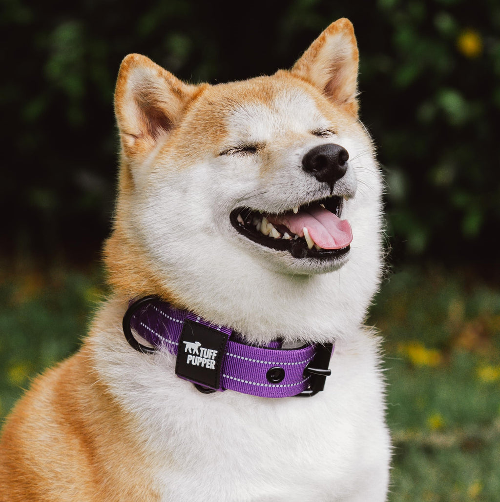 Tuff Pupper Heavy Duty Tactical Dog Collar - 1.5" Ballistic Nylon with Reflective Stitching, ID Tag Holder, Stainless Steel Buckle, Padded Lining, Royal Purple Medium