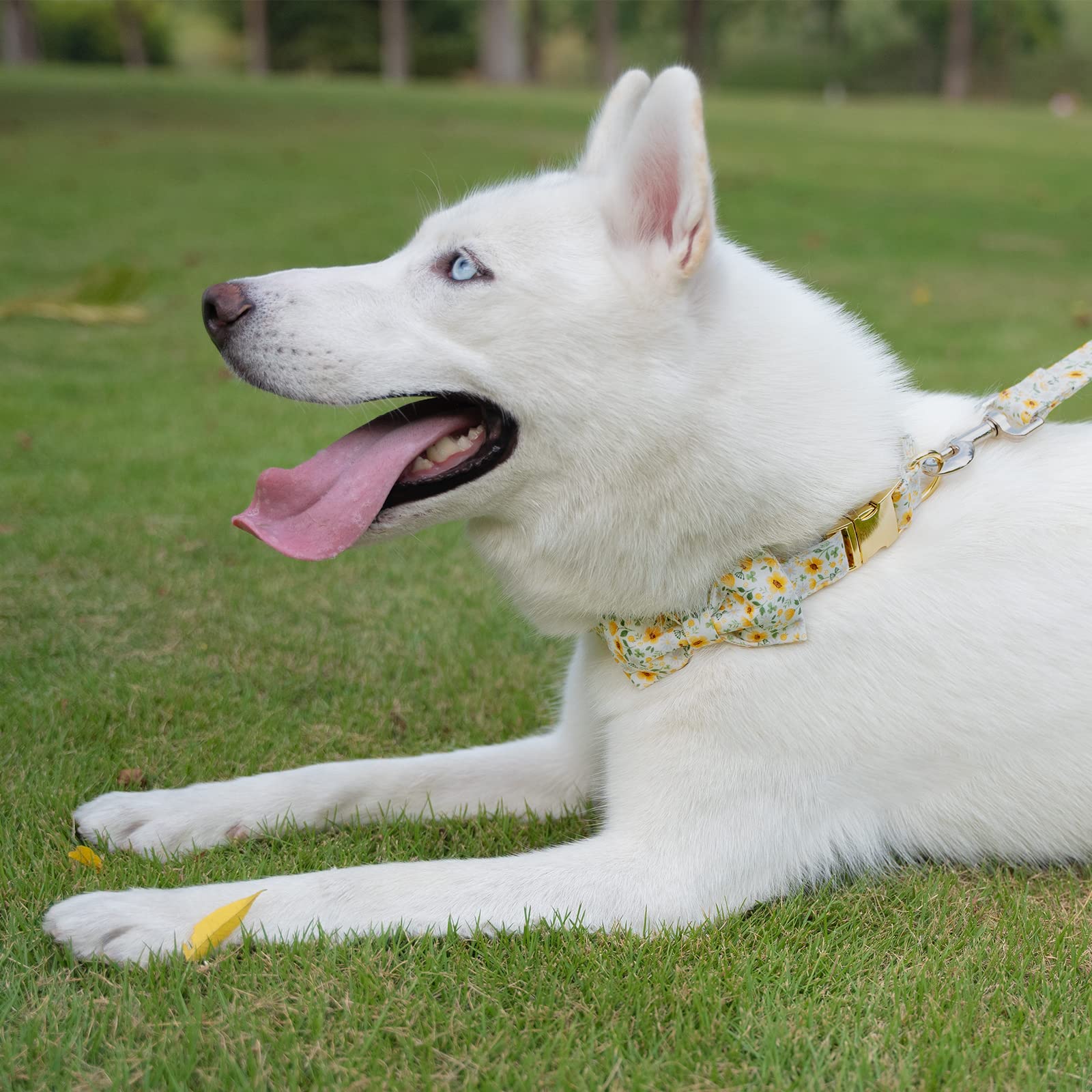 Tunkoo Daisy Floral Dog Collar with Removable Bow Tie - Soft Cotton Adjustable for Small Dogs