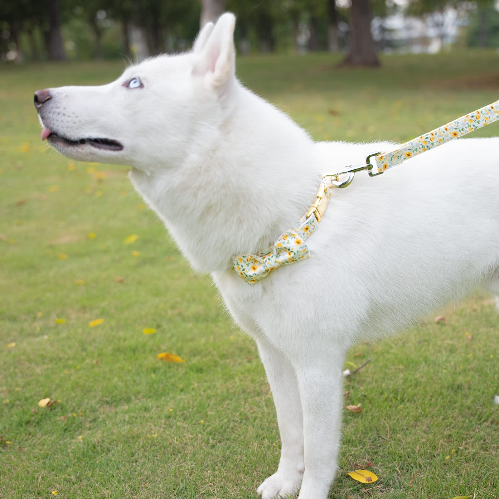 Tunkoo Daisy Floral Dog Collar with Removable Bow Tie - Soft Cotton Adjustable for Small Dogs