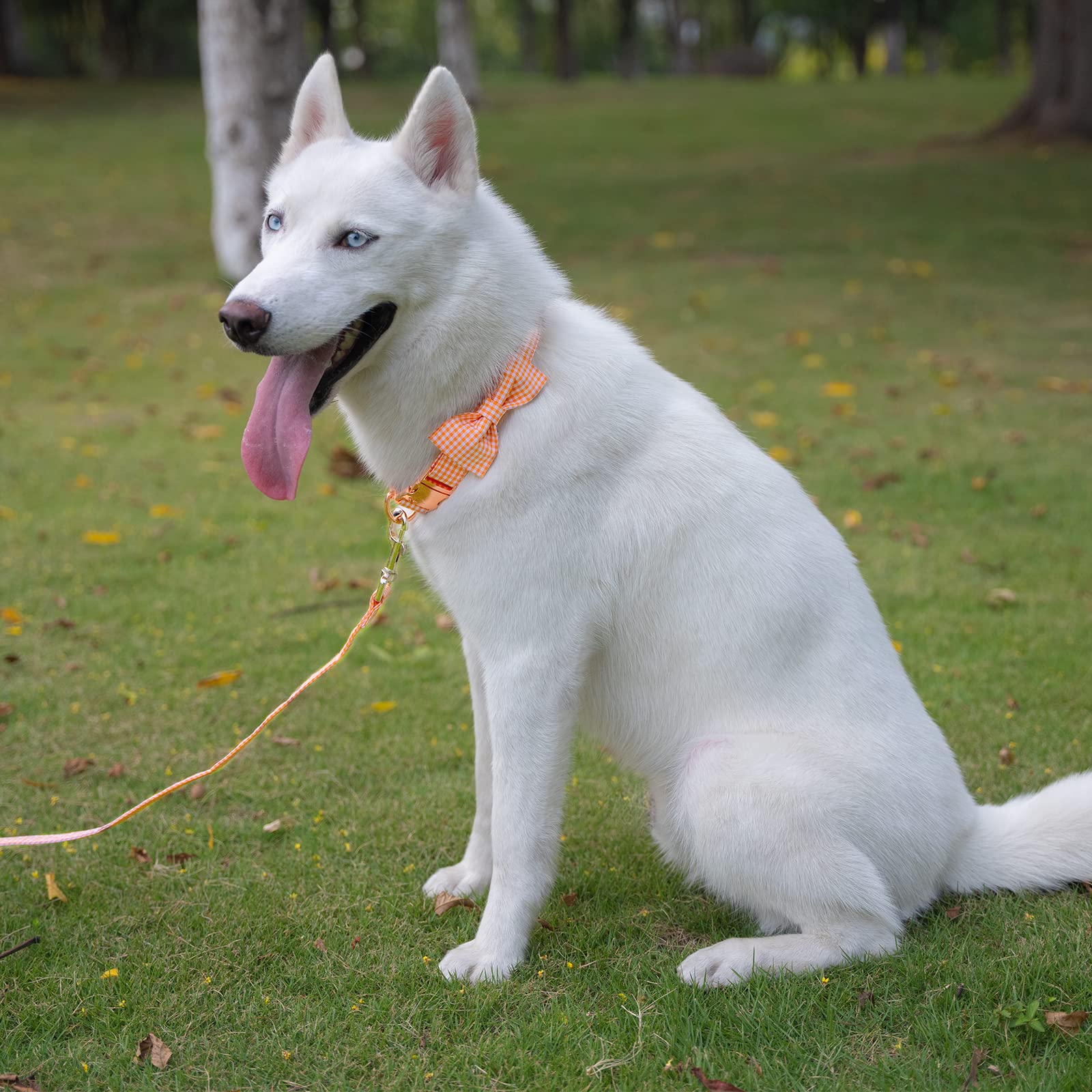 Tunkoo Plaid Dog Collar with Removable Bow Tie - Adjustable Cotton Collar for Small to Large Dogs - Orange Grid, Medium