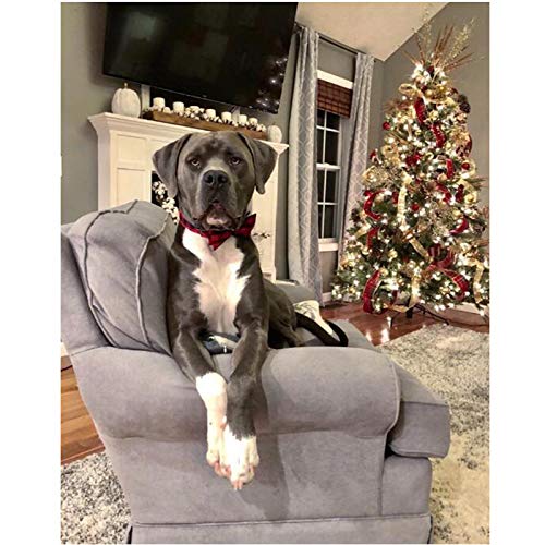 Unique style paws XXS Cotton Dog Collar with Removable Bow – Black Red Plaid for Small Dogs