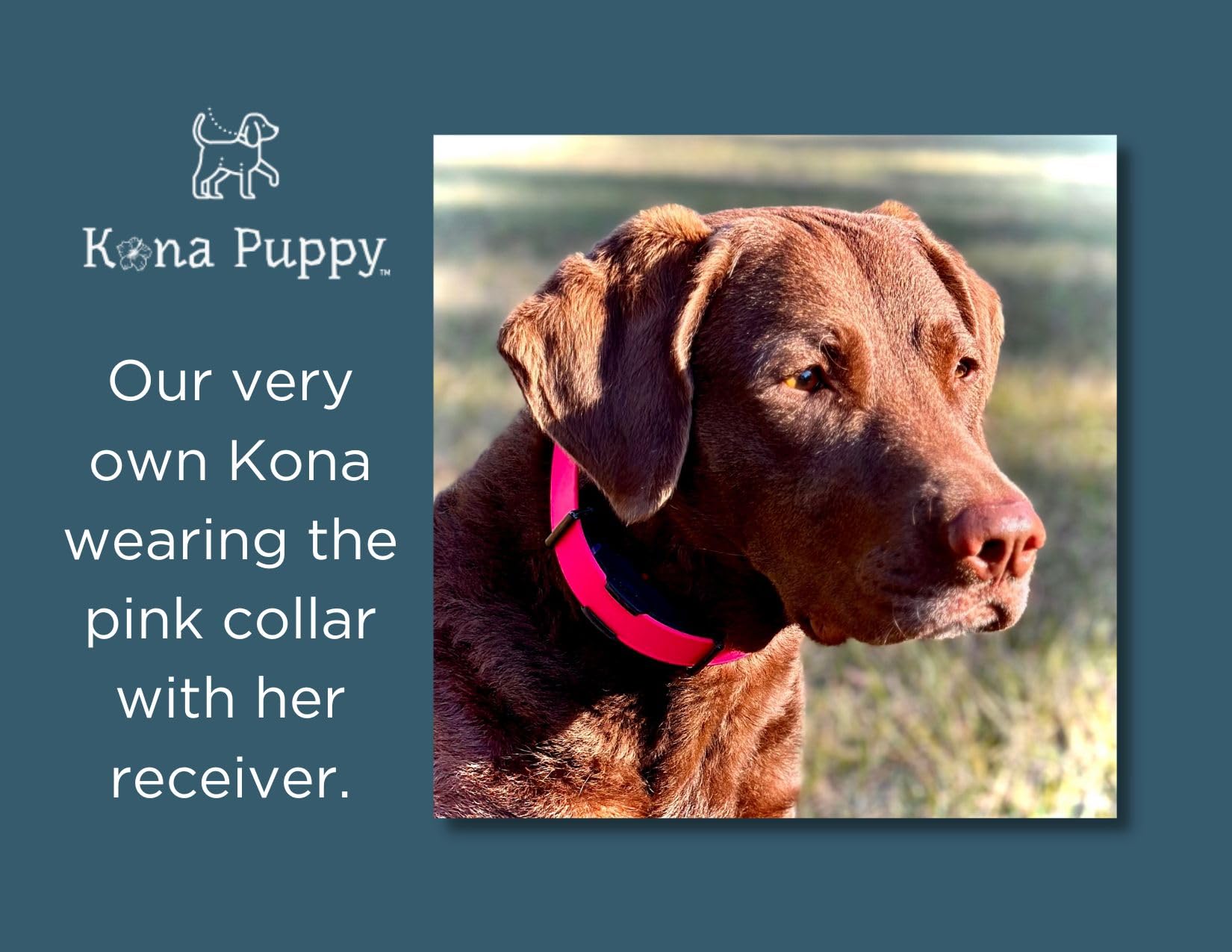Waterproof Biothane E-Collar Replacement Strap – 3/4" Wide Blue Bungee Collar for Dogtra, Educator, Garmin – Kona Puppy