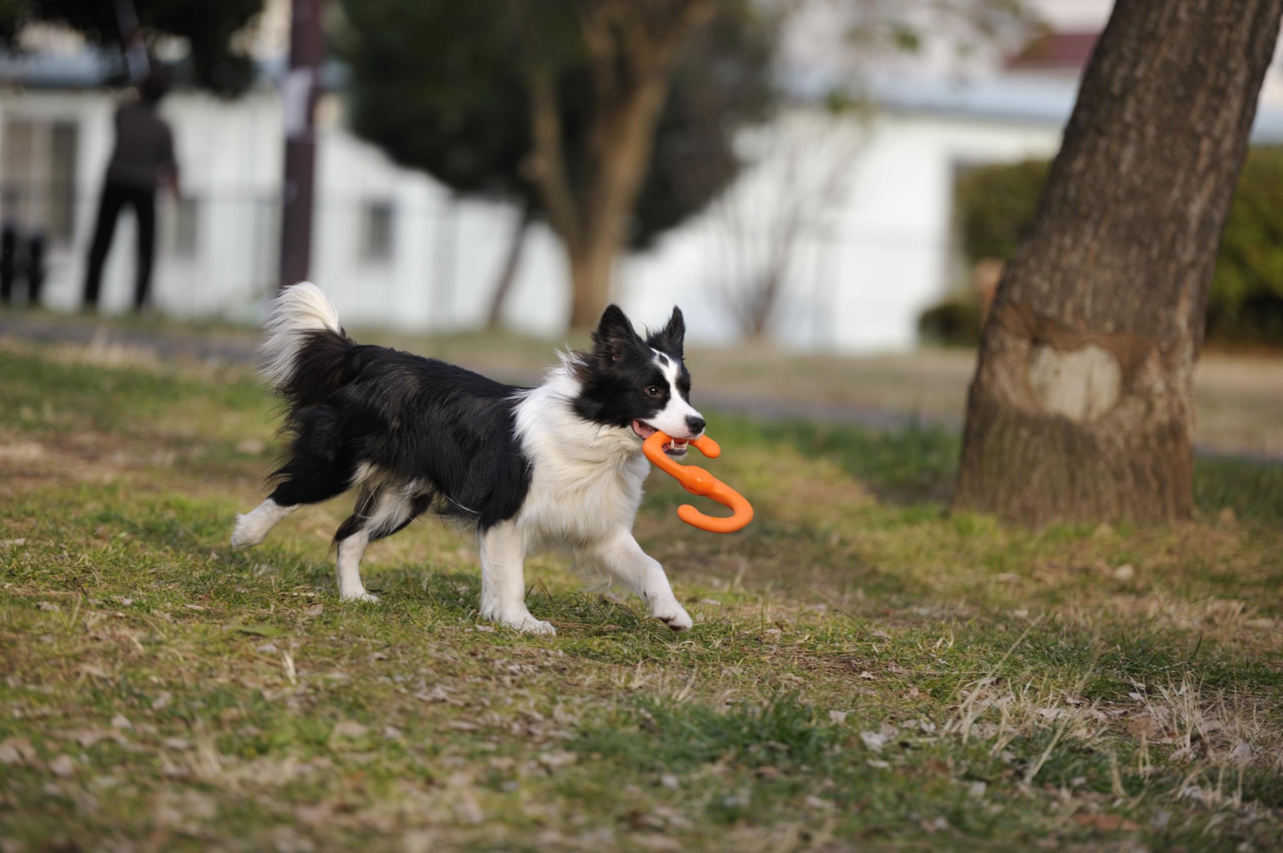 West Paw Zogoflex Bumi Dog Toy – S-Shaped Tug and Fetch Toy for Interactive Play, Small 8-inch Tangerine