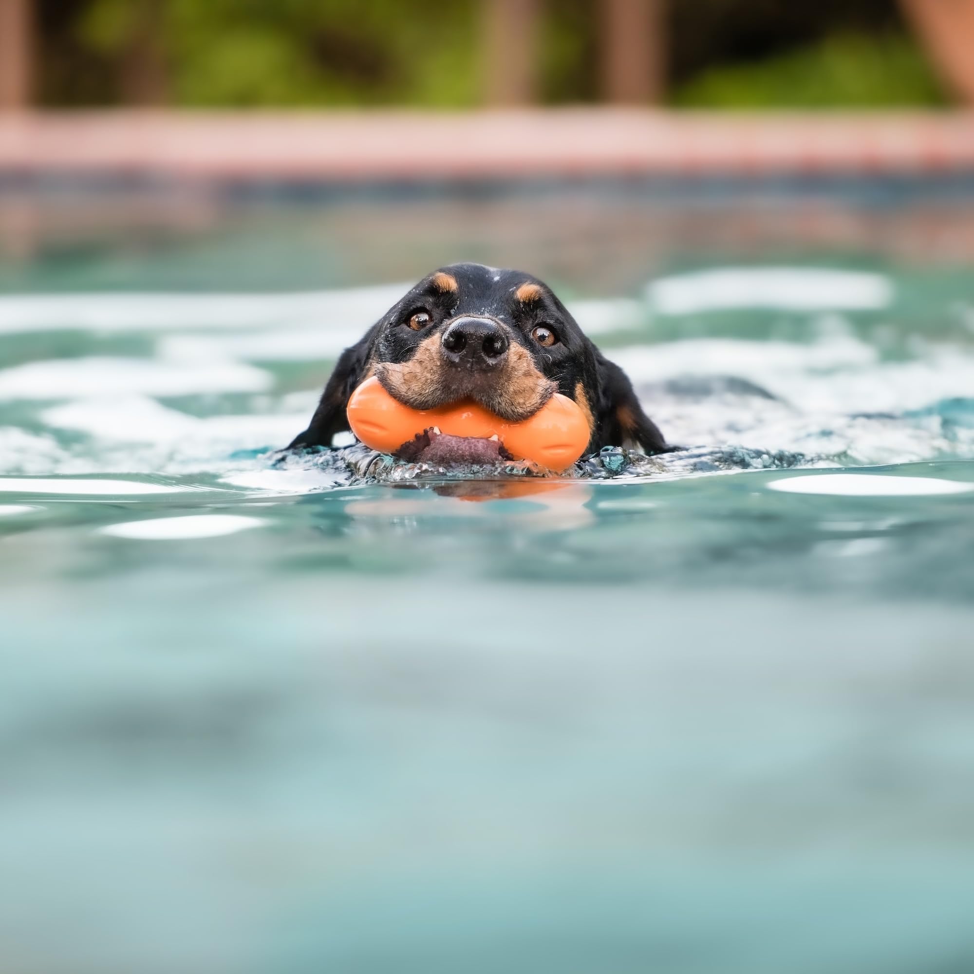 WEST PAW Zogoflex Rumpus Dog Chew Toy, Medium 6.25" Tangerine – Tough, Floatable & Recyclable