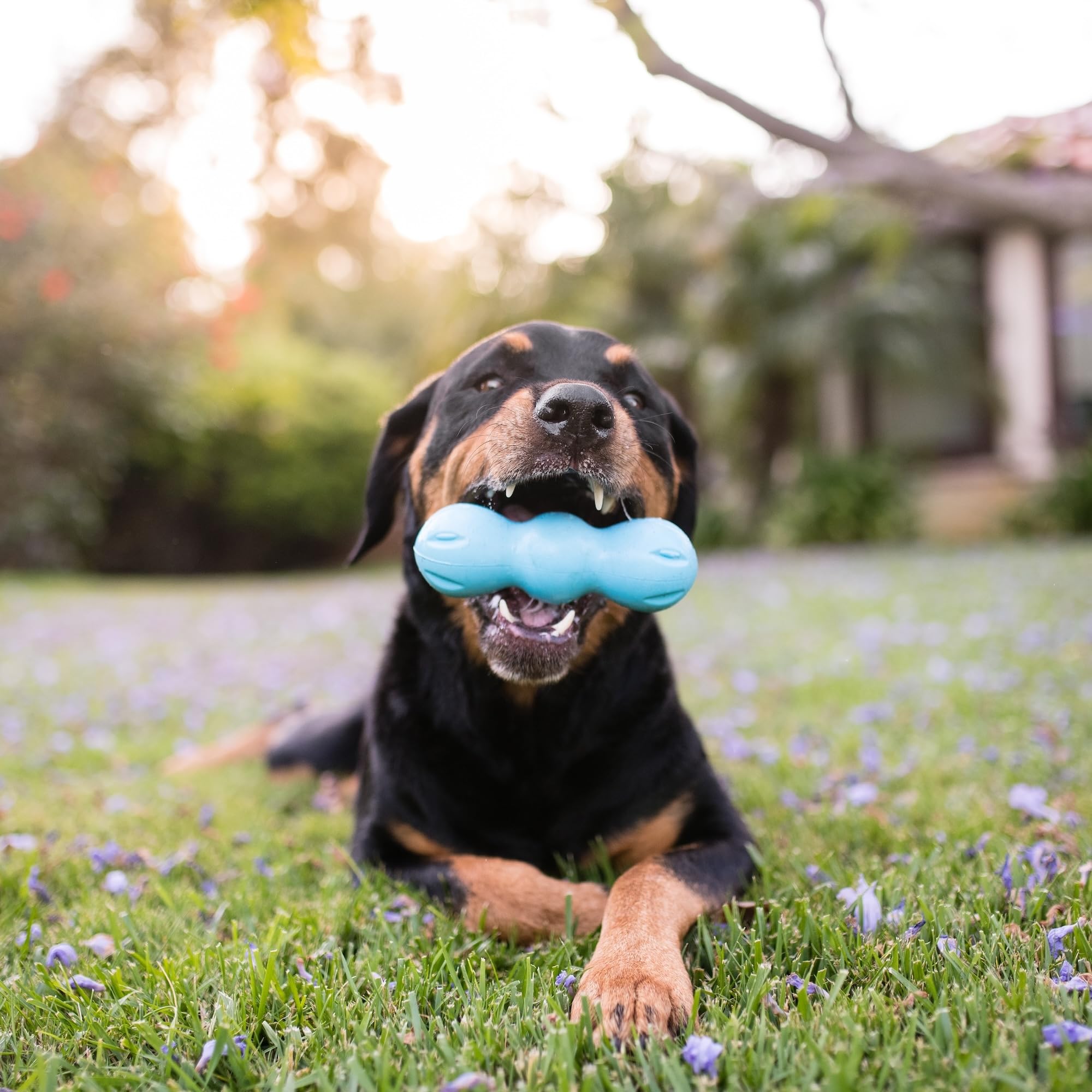 West Paw Zogoflex Rumpus Dog Toy (Small, Aqua Blue) - Floatable, Tough Chew Toy for Aggressive Chewers