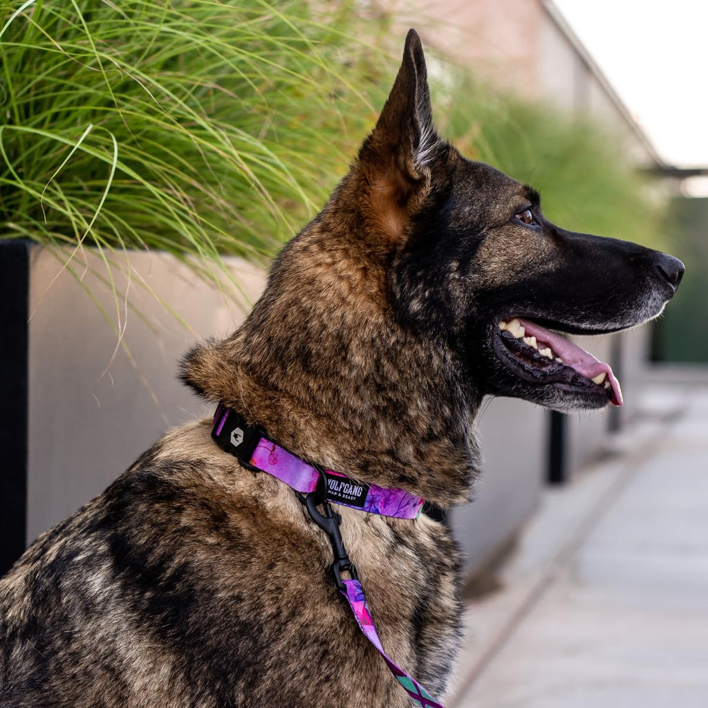 Wolfgang Heavy Duty Adjustable Dog Collar - Daydream Print, Medium (800+ lb Pull Strength)