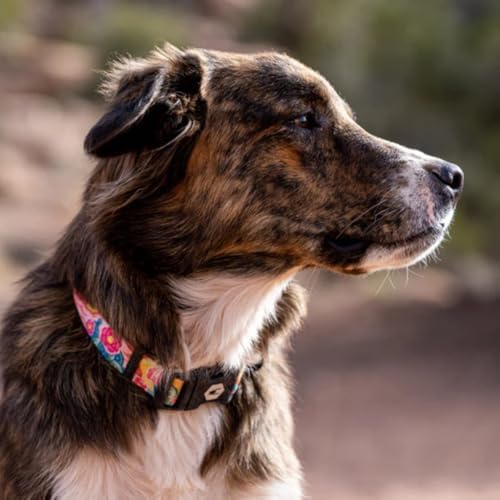 Wolfgang Heavy Duty Adjustable Dog Collar - PackLeader Print - Medium - 800 lb Pull Strength