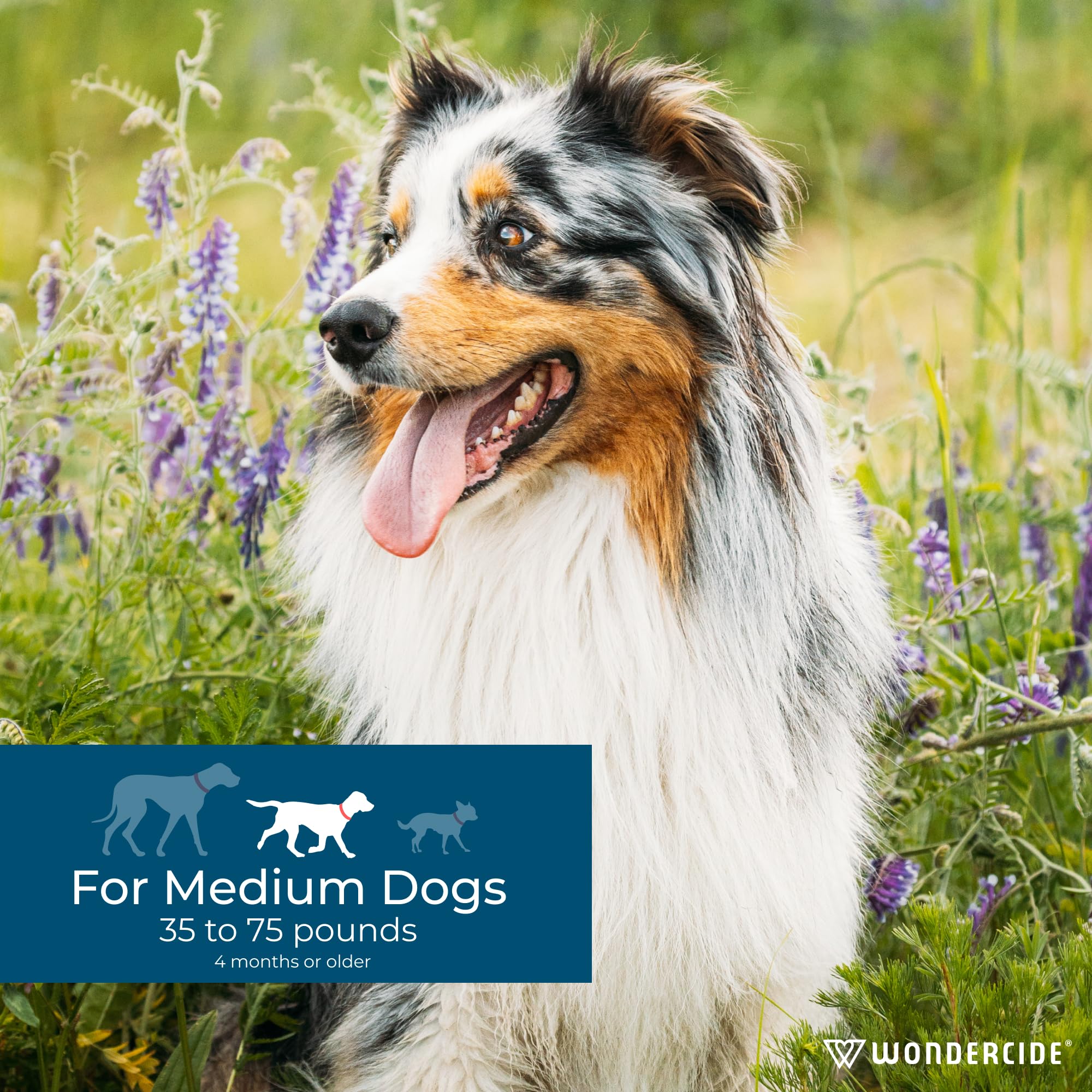 Wondercide Flea & Tick Spot On for Medium Dogs (20–35 lbs) – 3-Month Supply of Peppermint-Scented, Plant-Based Topical Drops