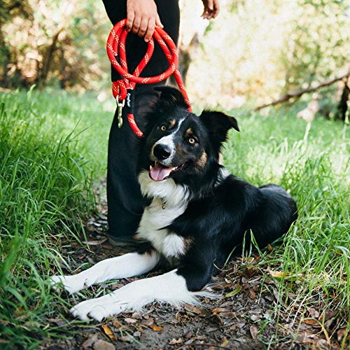 ZippyPaws 6 ft Nylon Rope Leash for Dogs – Purple, Durable and Secure