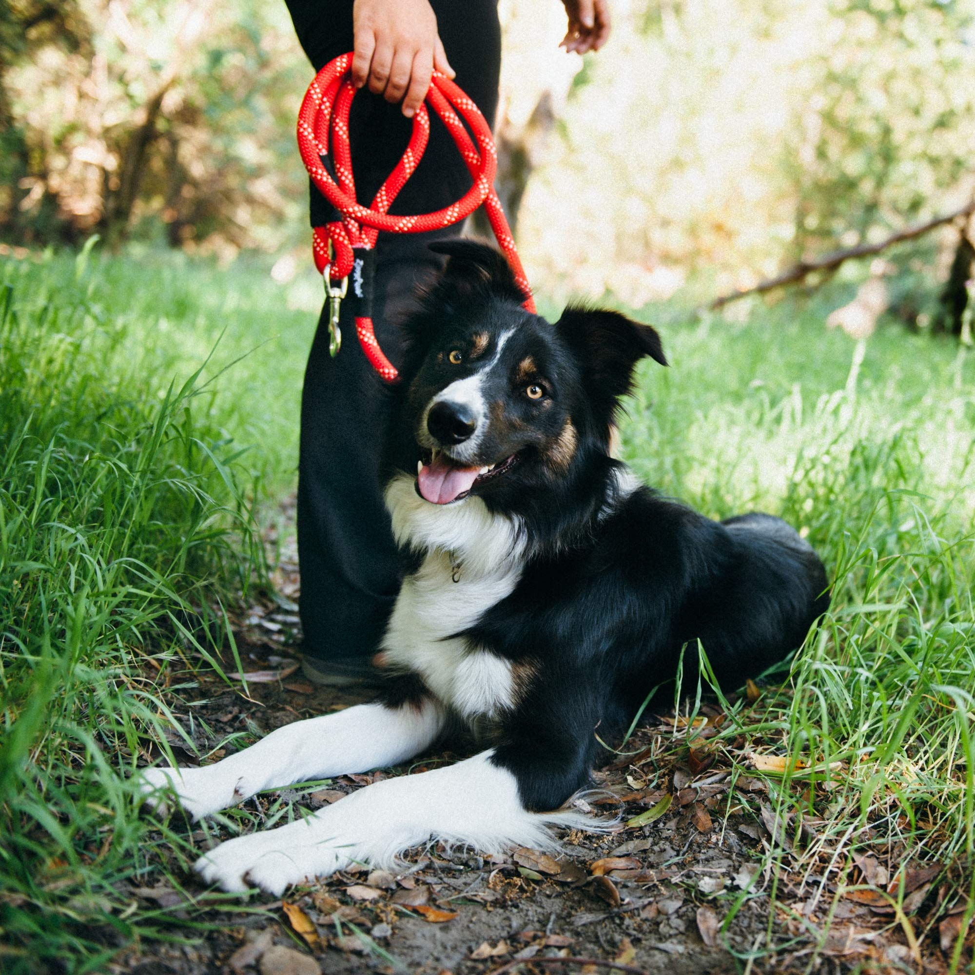 ZippyPaws 6 ft Nylon Rope Leash for Dogs – Purple, Durable and Secure